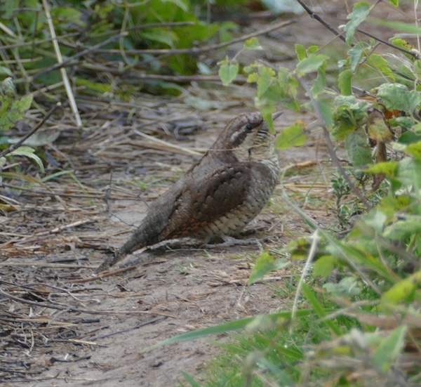 Wryneck at Gore Cliff, Isle of Wight. Photographed by Mark Buckley on 12th September 2026.