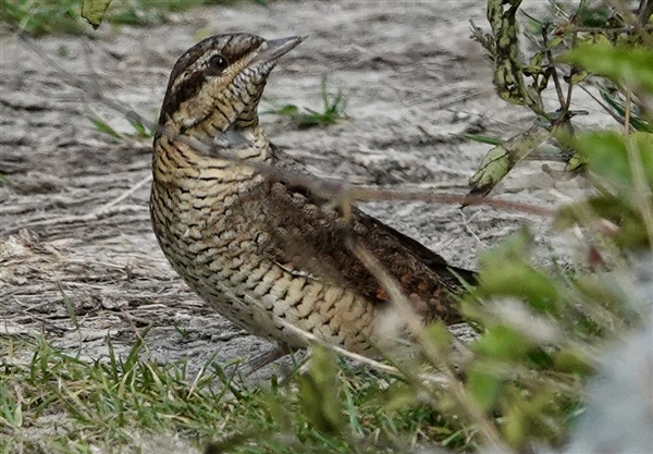 Wryneck at Gore Cliff, Isle of Wight. Photographed by Alan Brown on 12th September 2026.
