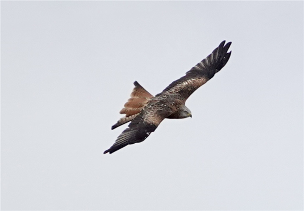 Red Kite at Chillerton Down, Isle of Wight. Photographed by Alan Brown on 12th September 2026.