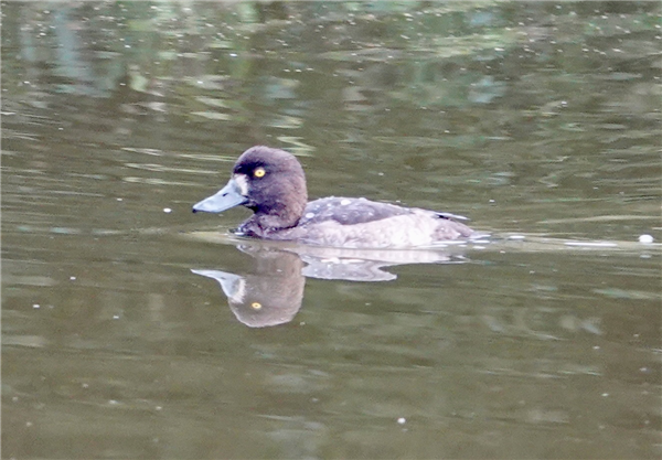 Scaup at Bembridge ponds, Isle of Wight. Photographed by Alan Brown on 15th September 2026.