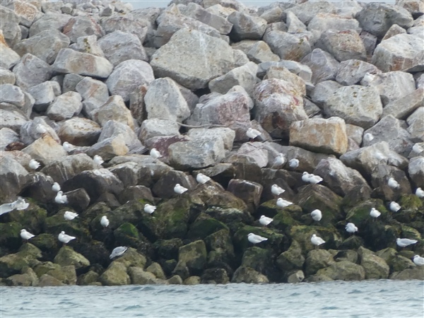 Mediterranean Gull at Cowes Harbour, Isle of Wight. Photographed by Andrew Twyman on 19th September 2026.