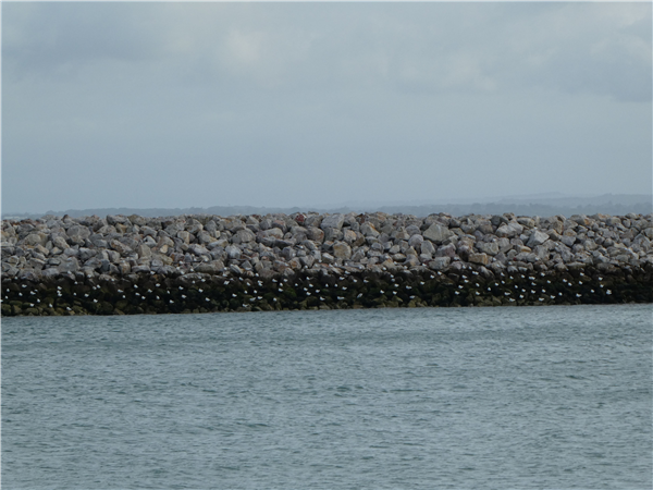 Mediterranean Gull at Cowes Harbour, Isle of Wight. Photographed by Andrew Twyman on 19th September 2026.