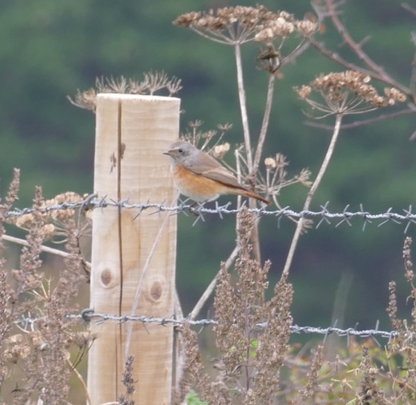 Redstart at Culver Down, Isle of Wight. Photographed by Mark Buckley on 28th September 2026.