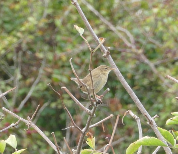 Grasshopper Warbler at Culver Down, Isle of Wight. Photographed by Mark Buckley on 28th September 2026.