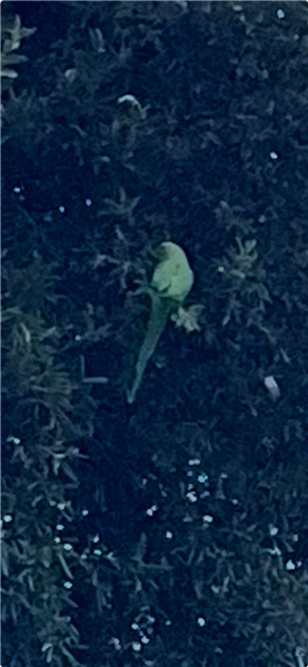 Ring-necked Parakeet at Ryde, Isle of Wight. Photographed by Oliver Austin on 6th September 2026.