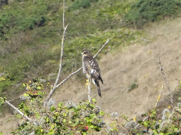 Sparrowhawk at Mottistone Down, Isle of Wight. Photographed by Andrew Twyman on 9th September 2026.