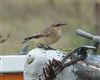 Wheatear