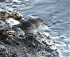 Purple Sandpiper