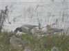 Light-bellied Brent Goose