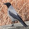 Hooded Crow