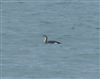 Black-throated Diver