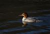 Goosander