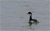 Black-necked Grebe