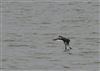 Black-necked Grebe