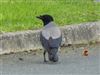 Hooded Crow