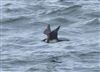 Pomarine Skua