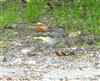 Grey Wagtail