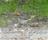 Grey Wagtail