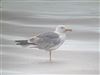 Yellow-legged Gull