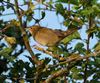 Grasshopper Warbler