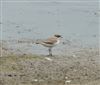 Little Ringed Plover