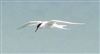 Roseate Tern