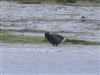 Dark-bellied Brent Goose