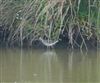 Wood Sandpiper