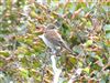 Red-backed Shrike