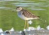 Wood Sandpiper