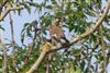 Pied Flycatcher