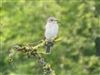 Spotted Flycatcher