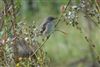 Spotted Flycatcher