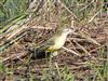 Yellow Wagtail