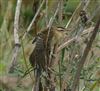 Sedge Warbler