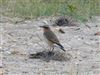 Wheatear