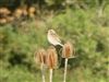 Whinchat