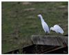 Photo of Cattle Egret at Brading Marsh, Isle of Wight. Taken by Lee Hodge on 28th October 2025.