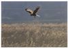 Photo of Marsh Harrier at Laundry Lane, Isle of Wight. Taken by Lee Hodge on 18th March 2025.