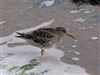 Photo of Purple Sandpiper at Ventnor Esplanade, Isle of Wight. Taken by Peter Campbell on 31st October 2025.