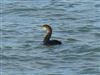 Photo of Shag at Fort Victoria, Isle of Wight. Taken by Andrew Twyman on 4th November 2025.