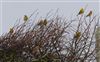 Photo of Yellowhammer at St. Catherine's Hill, Isle of Wight. Taken by Peter Campbell on 7th November 2025.