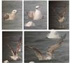 Caspian Gull