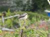 Wheatear