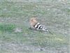 Hoopoe