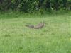 Whimbrel