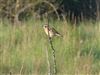 Whinchat