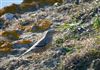 Alpine Accentor
