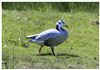 Photo of Bar-headed Goose at Laundry Lane, Isle of Wight. Taken by Lee Hodge on 17th May 2025.