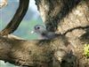 Stock Dove